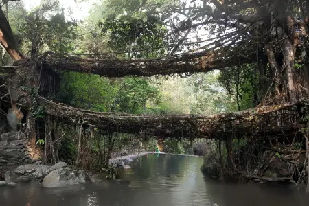 Nongriat's Root Bridges