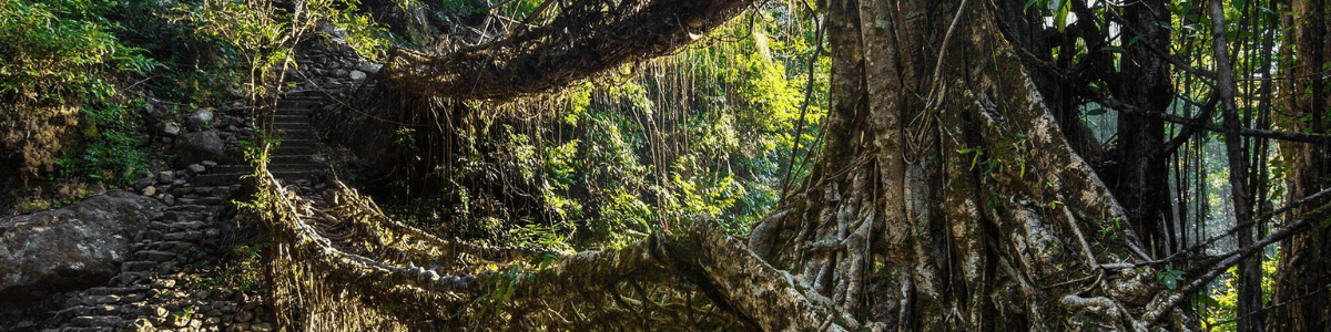 living route bridge of our meghalaya backpacking tour