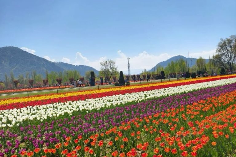 Kashmir (4)